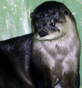 otter2