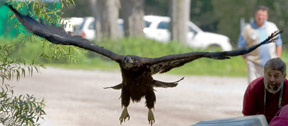 eagle1