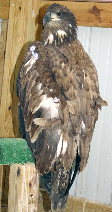 SHOT EAGLE