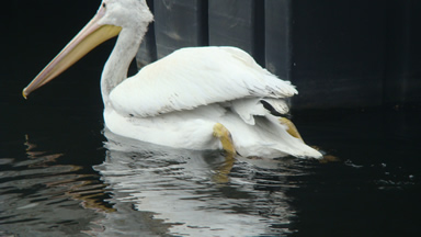 pelican1