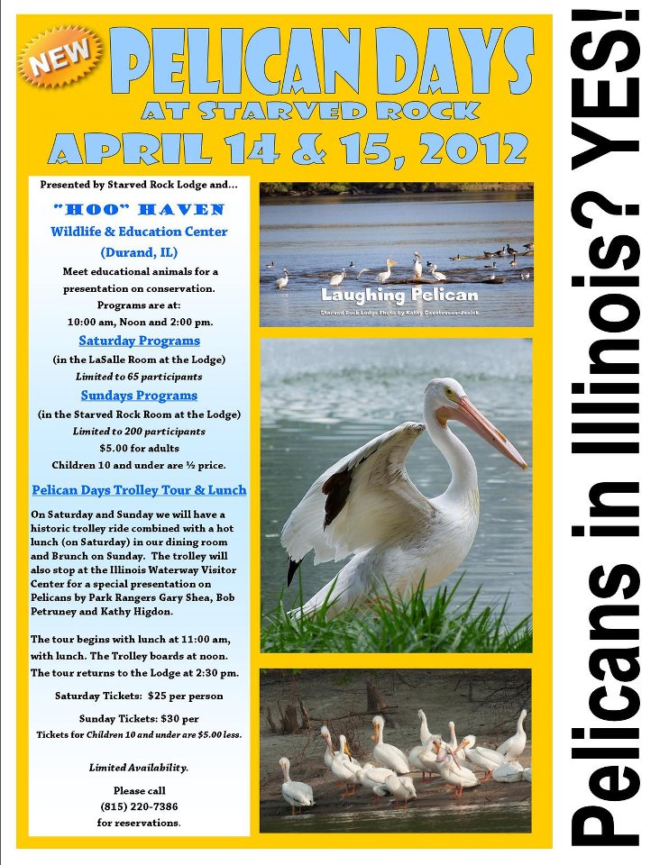 pelican days