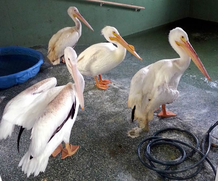 pellicans